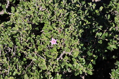 Grewia robusta, photograph (c) Tony Rebelo, some rights reserved (CC BY-SA)