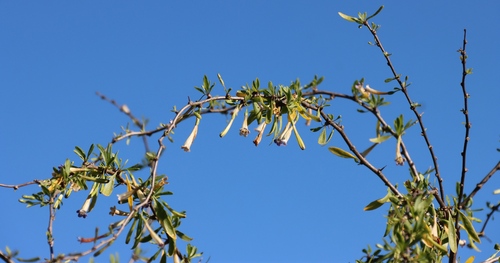 Lycium oxycarpum, photograph 1