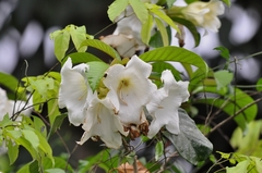 Beaumontia