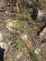 Cymopterus longiradiatus