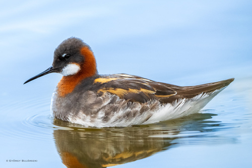 Red-necked Phalarope