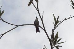Heliomaster squamosus