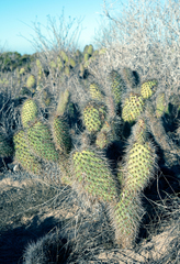Opuntia pycnantha