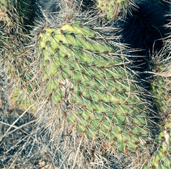 Opuntia pycnantha