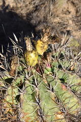 Ferocactus santa-maria