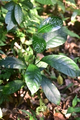 Sinomarsdenia incisa