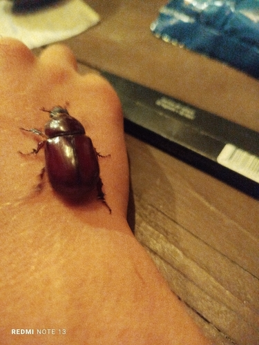 Oryctes nasicornis corniculatus