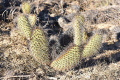 Opuntia pycnantha
