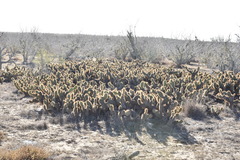 Opuntia pycnantha