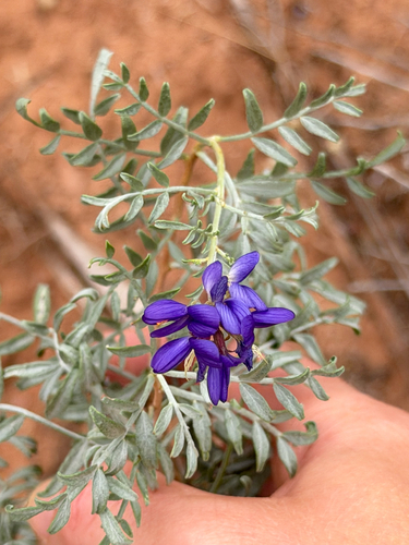 Psorothamnus fremontii, 2026-06-24