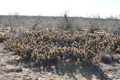 Opuntia pycnantha