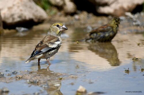 Hawfinch