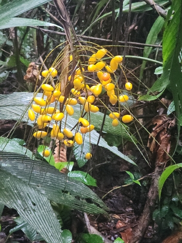 Synechanthus warscewiczianus, 2026-06-23