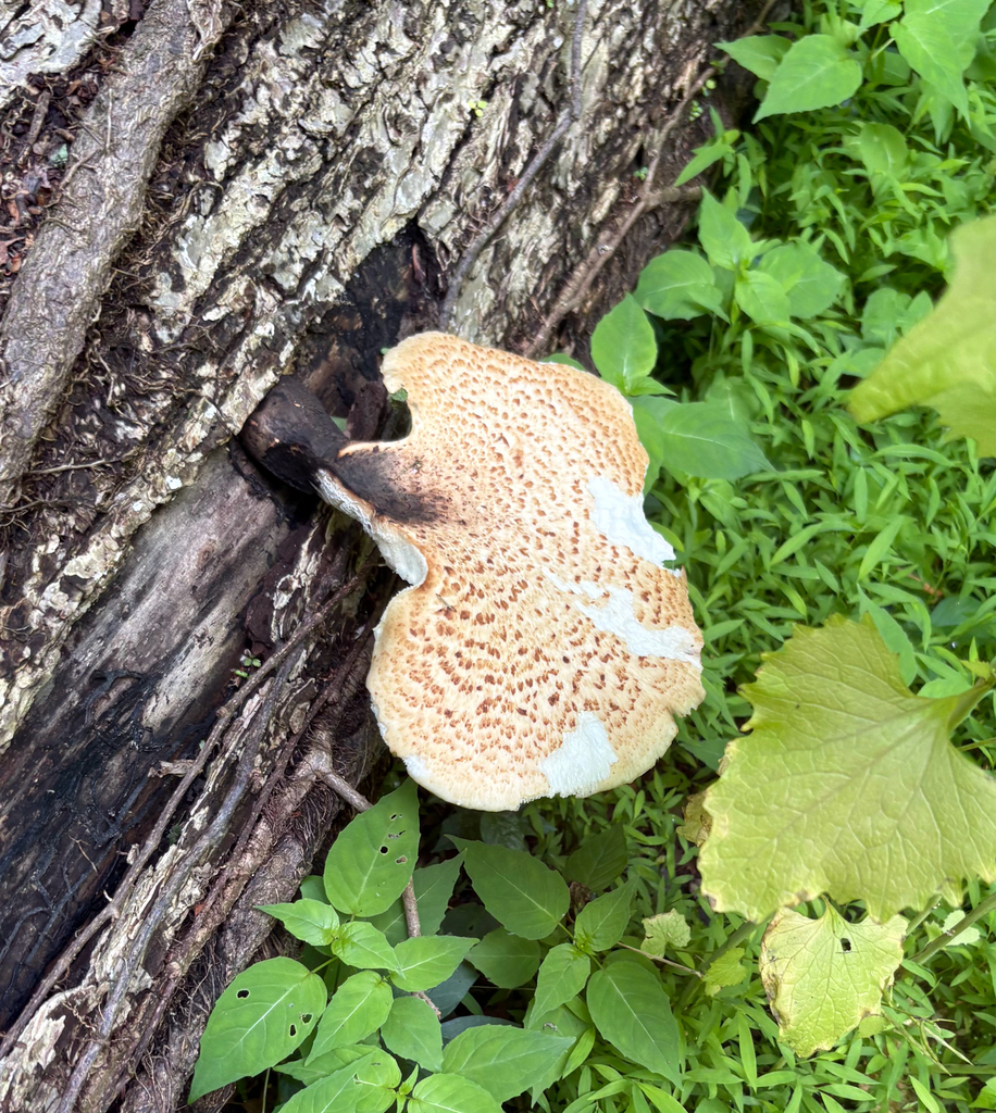 Dryad's Saddle · June 2026 · photo: Photo: (c) eml23, some rights reserved (CC BY) · iNaturalist