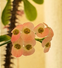Euphorbia × lomi
