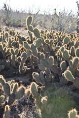 Opuntia pycnantha