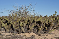 Opuntia pycnantha
