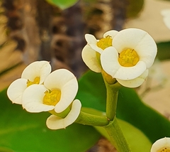 Euphorbia × lomi