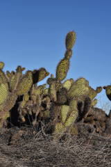 Opuntia pycnantha