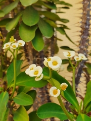 Euphorbia × lomi