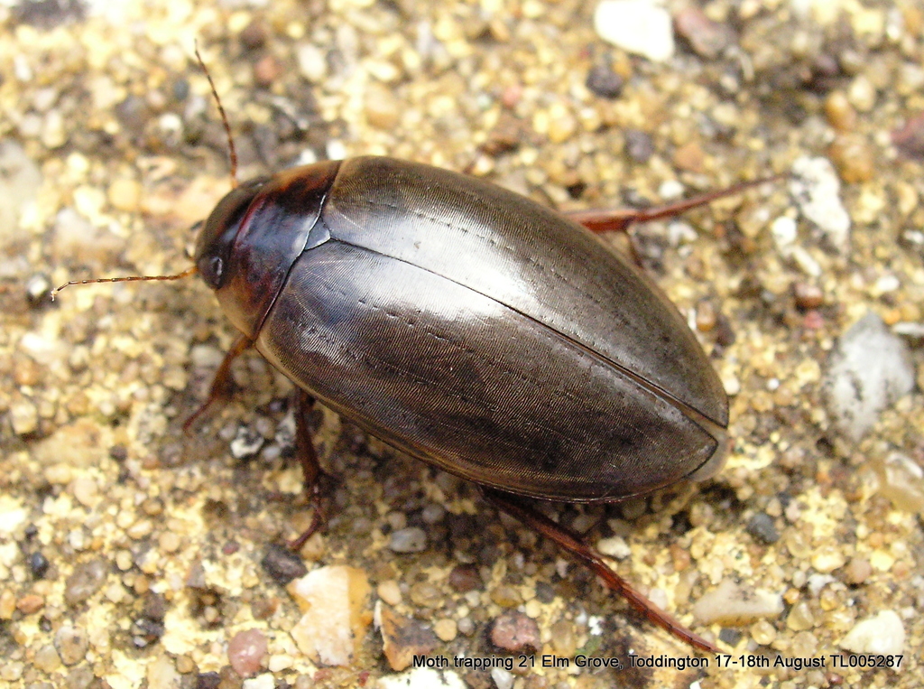 large-grooved diving beetle, photo 1 of 10