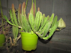 Stapelia grandiflora