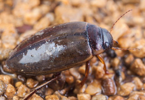large-grooved diving beetle, photo 2 of 10