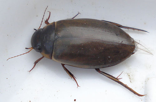 large-grooved diving beetle, photo 3 of 10