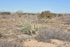 Euphorbia lomelii