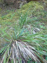 Anthoxanthum occidentale