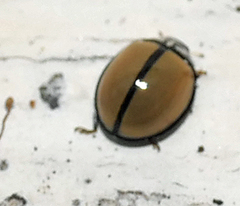 Oenopia cuneata