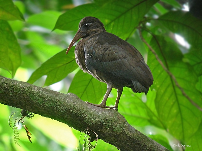Sao Tome Ibis illustration