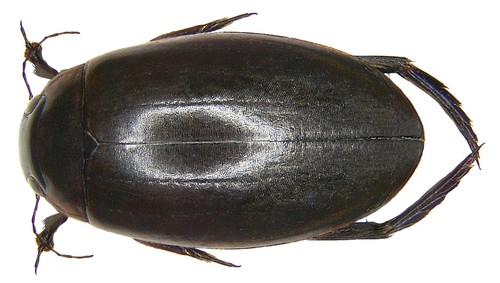 large-grooved diving beetle, photo 4 of 10