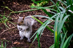 Sciurus carolinensis