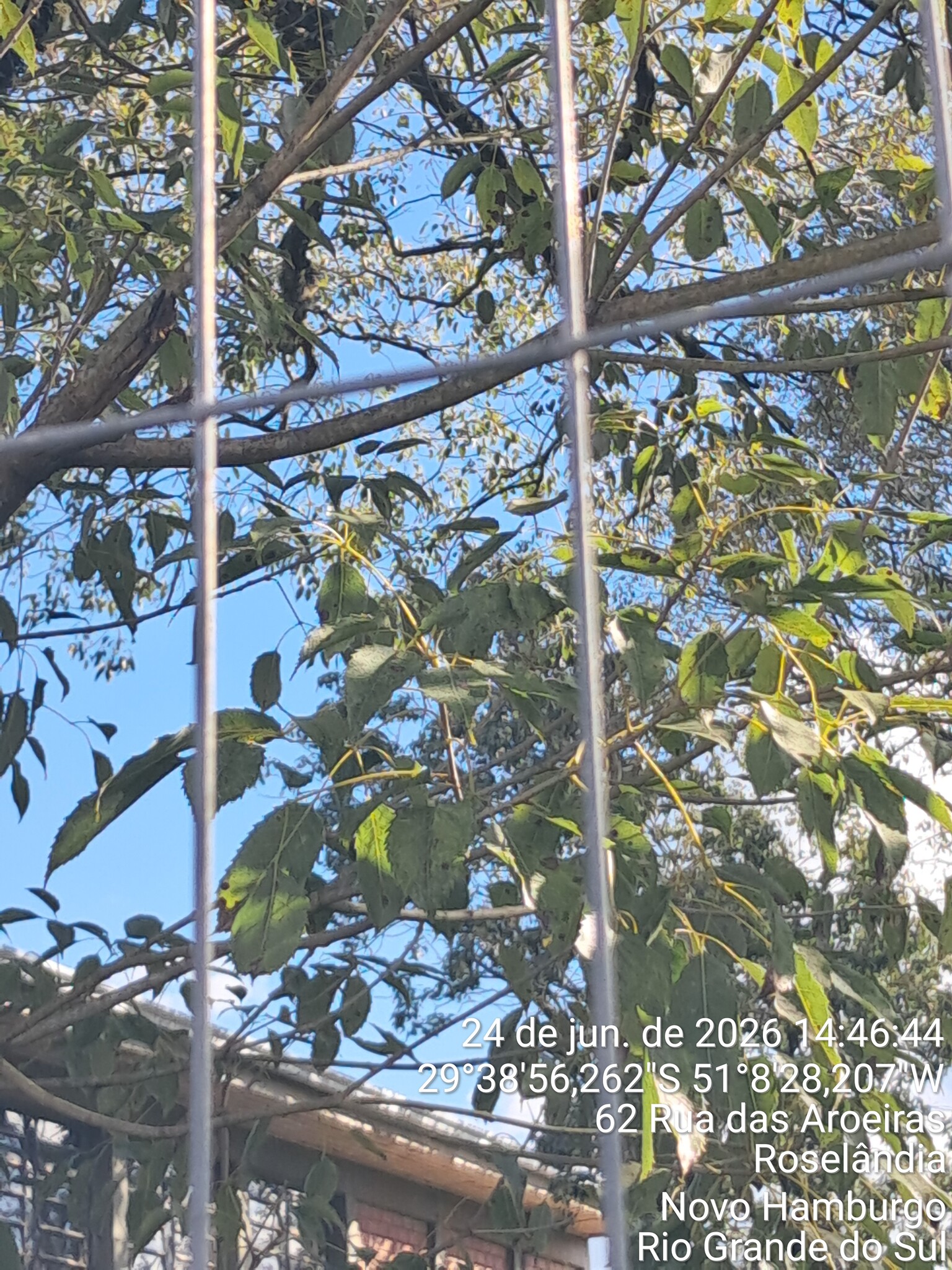 Handroanthus heptaphyllus
