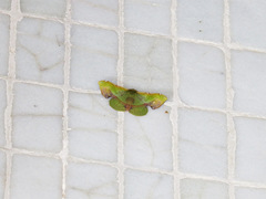 Fascellina plagiata