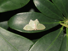 Hemithea tritonaria