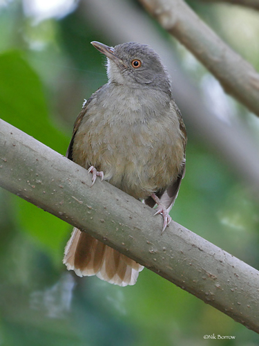 Gray-olive Greenbul
