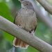 Gray-olive Greenbul - Photo (c) Nik Borrow, some rights reserved (CC BY-NC)