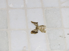 Krananda oliveomarginata