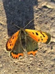 Lycaena phlaeas