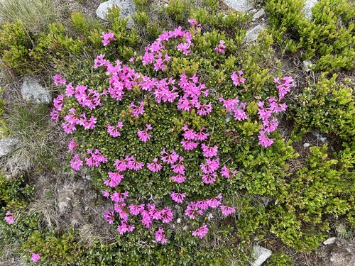 Rhododendron kotschyi