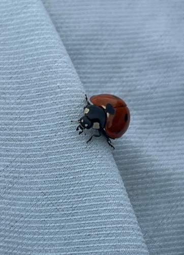 Seven-spotted Lady Beetle