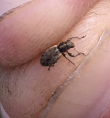 Andrion regensteinense