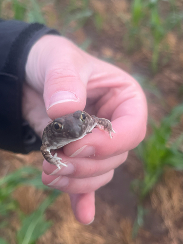 Plains Spadefoot
