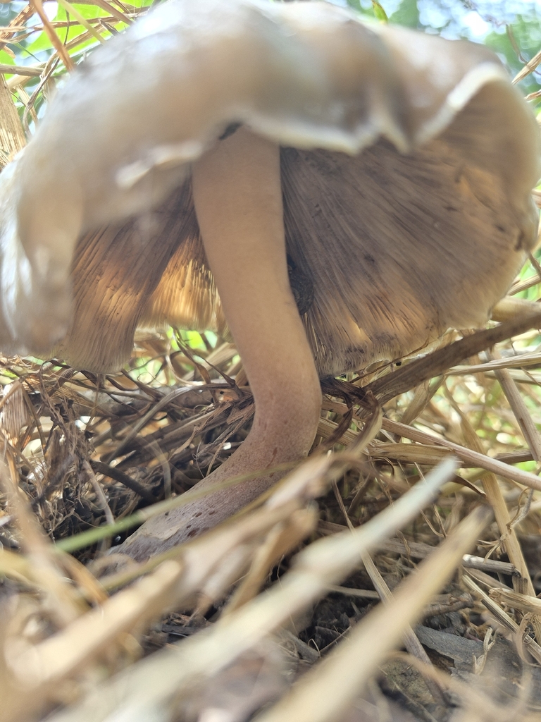 Psilocybe caerulescens · June 2026 · photo: Photo: (c) Nina Grauley, some rights reserved (CC BY) · iNaturalist