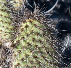 Opuntia pycnantha