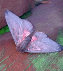 Citheronia sepulcralis