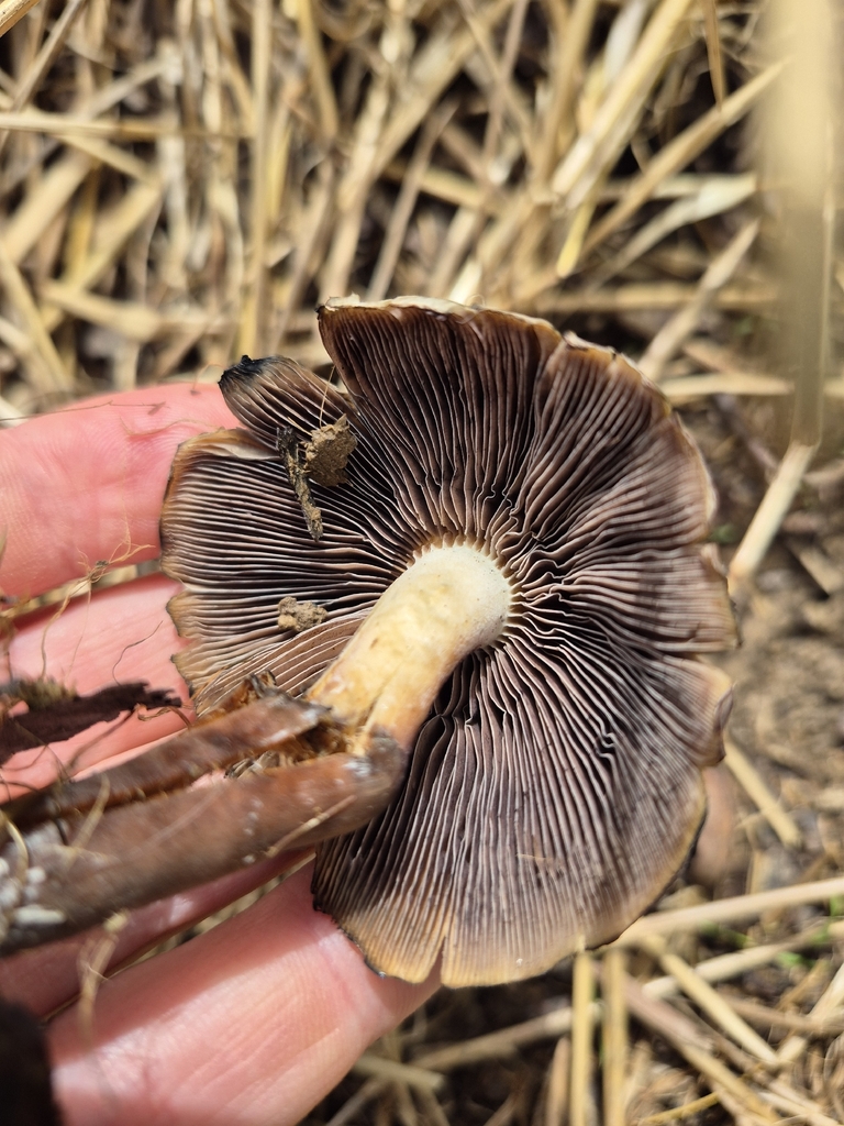 Psilocybe caerulescens · June 2026 · photo: Photo: (c) Nina Grauley, some rights reserved (CC BY) · iNaturalist