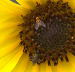 Phthiriinae